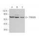 TRIM26 Antibody (A-7) - Western Blotting - Image 371211 