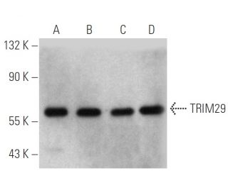 TRIM29 Antibody (C-2) - Western Blotting - Image 357366