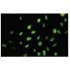 TRIM36 Antibody (SS-03) - Immunofluorescence - Image 35711