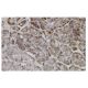 TRIM36 Antibody (SS-03) - Immunohistochemistry - Image 36202 