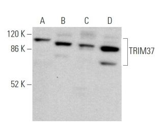 TRIM37 Antibody (B-11) - Western Blotting - Image 372548 