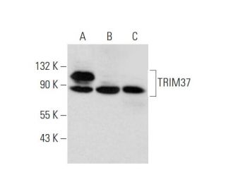 TRIM37 Antibody (C-6) - Western Blotting - Image 333753 