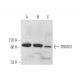 TRIM37 Antibody (C-6) - Western Blotting - Image 372504