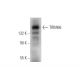 TRIM66 Antibody (A-9) - Western Blotting - Image 344311