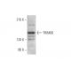 TRIM66 Antibody (A-9) - Western Blotting - Image 349039 