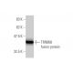 TRIM68 Antibody (5G2) - Western Blotting - Image 349590