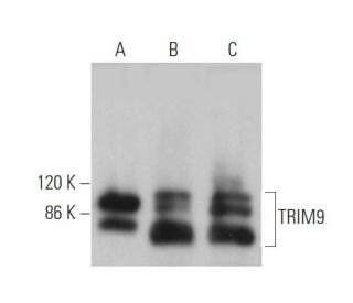 TRIM9 Antibody (D-11) - Western Blotting - Image 372553 