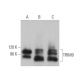 TRIM9 Antibody (D-11) - Western Blotting - Image 372553 