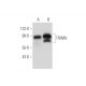TRIM9 Antibody (G-4) - Western Blotting - Image 333693 
