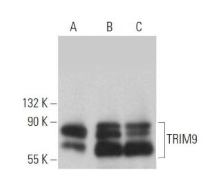 TRIM9 Antibody (G-4) - Western Blotting - Image 372550 