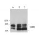 TRIM9 Antibody (G-4) - Western Blotting - Image 372550 