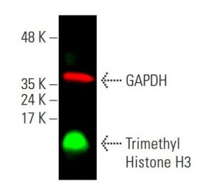 Trimethyl Histone H3 Antibody (6F12-H4) - Western Blotting - Image 387587
