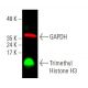 Trimethyl Histone H3 Antibody (6F12-H4) - Western Blotting - Image 387587