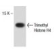 Trimethyl Histone H4 Antibody (6F8-D9) - Western Blotting - Image 137426