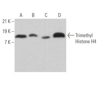 Trimethyl Histone H4 Antibody (6F8-D9) - Western Blotting - Image 373027 