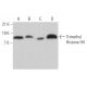 Trimethyl Histone H4 Antibody (6F8-D9) - Western Blotting - Image 373027 