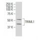 TRIML1 Antibody (S-42) - Western Blotting - Image 34255