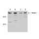 TRIML1 Antibody (S-42) - Western Blotting - Image 385123 