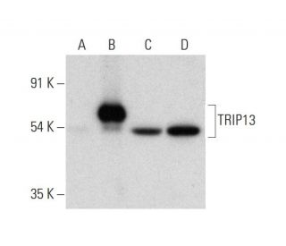 TRIP13 Antibody (A-7) - Western Blotting - Image 318063 