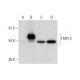 TRIP13 Antibody (A-7) - Western Blotting - Image 318063 