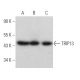 TRIP13 Antibody (A-7) - Western Blotting - Image 366190 