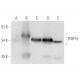 TRIP13 Antibody (C-4) - Western Blotting - Image 319531 