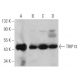 TRIP13 Antibody (C-4) - Western Blotting - Image 366191 