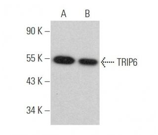 TRIP6 Antibody (B-10) - Western Blotting - Image 375853 
