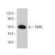 TRIP6 Antibody (C-5) - Western Blotting - Image 374705 