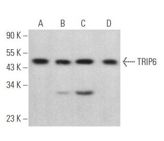 TRIP6 Antibody (D-11) - Western Blotting - Image 375127 