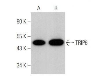 TRIP6 Antibody (F-10) - Western Blotting - Image 375855 