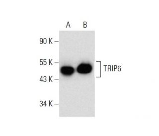 TRIP6 Antibody (F-5) - Western Blotting - Image 137803 