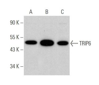 TRIP6 Antibody (G-5) - Western Blotting - Image 375857 