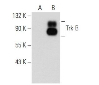 TrkB Antibody (G-11) - Western Blotting - Image 52181