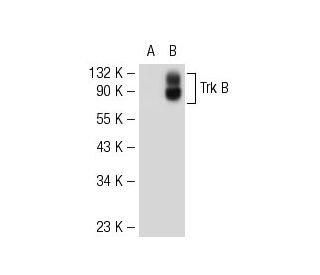 TrkB Antibody (H--8) - Western Blotting - Image 52183 