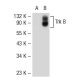TrkB Antibody (H--8) - Western Blotting - Image 52183 