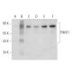 TRMT1 Antibody (F-8) - Western Blotting - Image 333453 