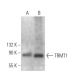 TRMT1 Antibody (F-8) - Western Blotting - Image 372414 