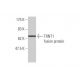TRNT1 Antibody (1G11) - Western Blotting - Image 349578
