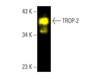 TROP-2 Antibody (B-9) - Western Blotting - Image 396438
