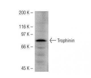 Trophinin Antibody (2E2) - Western Blotting - Image 38348