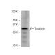Trophinin Antibody (2E2) - Western Blotting - Image 38348