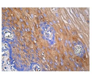 tropomodulin 3 Antibody (F-11) - Immunohistochemistry - Image 161086 