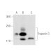 Troponin C slow skeletal/cardiac Antibody (12G3) - Western Blotting - Image 58824 
