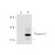 Troponin C slow skeletal/cardiac Antibody (1A2) - Western Blotting - Image 58828 