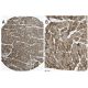 Troponin I-C Antibody (C5) - Immunohistochemistry - Image 37676 