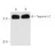 Troponin I-C Antibody (M46) - Western Blotting - Image 13872