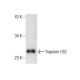 Troponin I-SS Antibody (G-11) - Western Blotting - Image 158951 