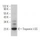 Troponin I-SS Antibody (G-11) - Western Blotting - Image 365232