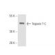 Troponin T-C Antibody (1.BB.155) - Western Blotting - Image 65798